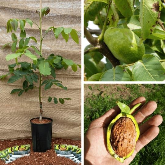 Walnut Plants — Exotic Fruits sapling available at Agro Nursery Garden